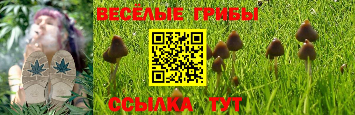 как найти   Псилоцибиновые грибы прущие грибы  Вход с VPN  Дедовск 